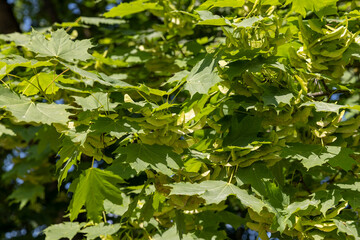 Fototapeta na wymiar a maple tree in sunny weather against a blue sky background