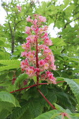 Pink horse chestnut flower among green leaves, close-up,, tree blossom