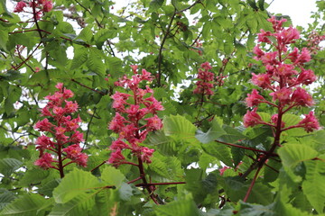  Pink chestnut flowers and green leaves on a spring day