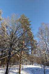 snow-covered land and trees in the forest