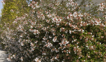Haie d'Abelia grandiflora en fleurs