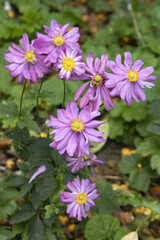 Anemone Hupehensis Prinz Heinrich