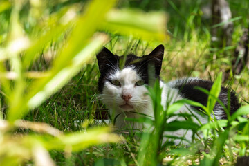 Katze im Gras