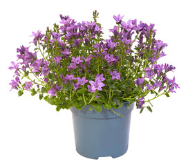 Campanula muralis en pot	