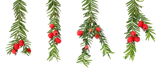 Branches de Taxus baccata	avec baies