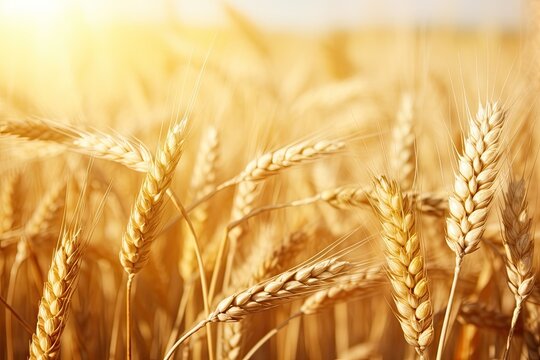 ripening wheat field with sunrise light