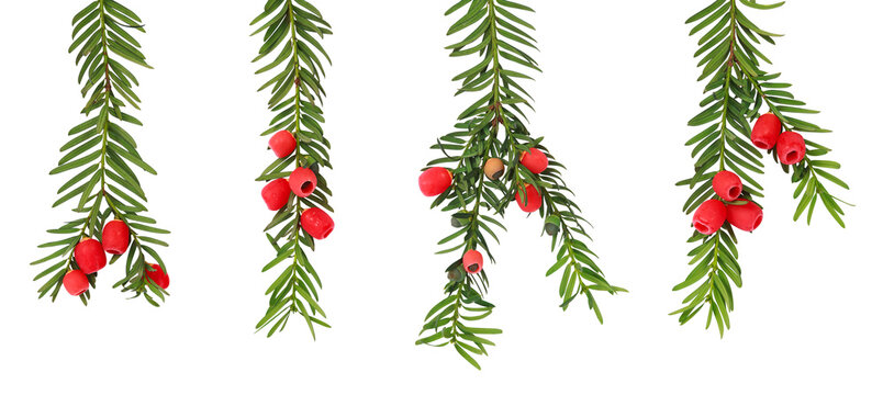 Branches de Taxus baccata	avec baies