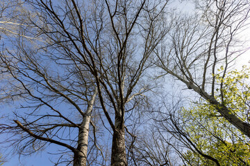 spring park with birch trees with the first green foliage