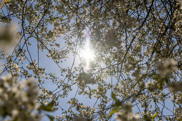 spring garden with cherry blossoms in sunny weather