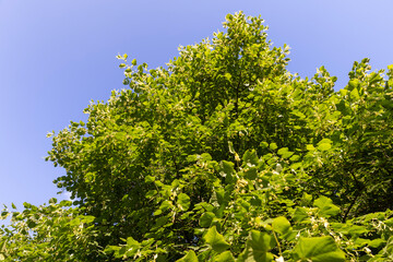 beautiful foliage of the linden tree with green foliage