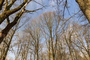Fototapeta premium deciduous trees without foliage in spring