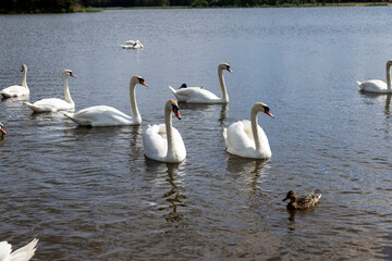 a large number of white swans on the lake in summer