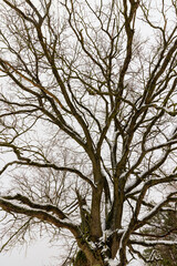 Fototapeta premium an old oak tree in winter during a snowfall, falling snow