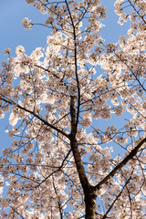 가지에 달려 있는 활짝 핀 벚꽃 