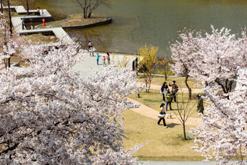 벚꽃 핀 공원에서 휴식을 즐기는 사람들  - obrazy, fototapety, plakaty