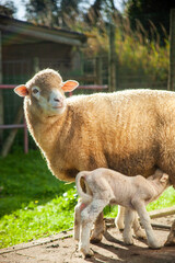 Naklejka premium Tender mother ewe nursing her adorable lambs in a heartwarming display of maternity amidst the scenic countryside. Ideal for nature and family-related projects.