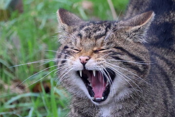 Naklejka na ściany i meble Wild Cat yawn