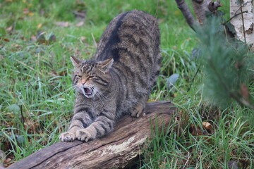 Stretch and yawn