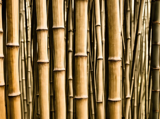professional detailed photography, bamboo background close up