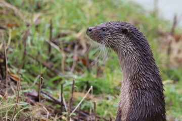 Otter side view