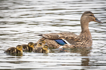 duck and ducklings 