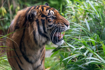 Close up of roaring tiger between low green vegetation