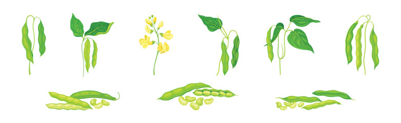 Soy Grain Legume or Pulse Crop with Green Pod and Beans Vector Set - obrazy, fototapety, plakaty