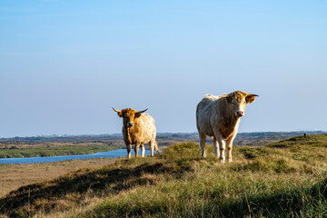 Panoramic view of the dunes of Texel National Park with wetlands and lake and two cows with horns on the hill top during sunset on the island of Texel, The Netherlands
