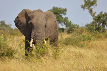 Fototapeta premium Afrikanischer Elefant / African elephant / Loxodonta africana