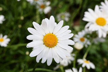 White chamomile on a garden