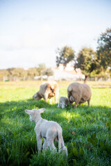 Obraz premium Lovely newborn lamb enjoying the serenity of the meadow. Charming image capturing the purity and beauty of nature.