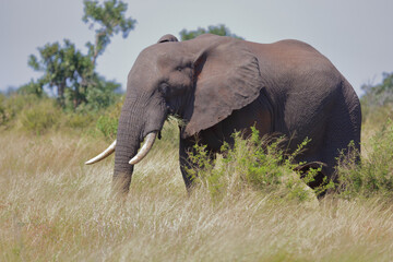 Afrikanischer Elefant / African elephant / Loxodonta africana