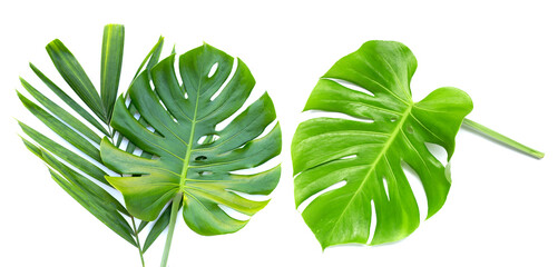 Monstera with palm leaves on white background.