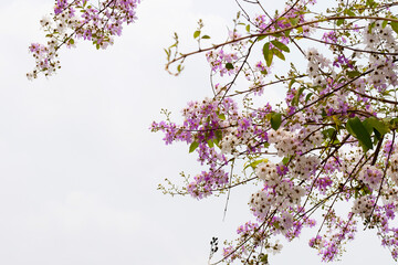 Thai bungor tree (Lagerstroemia loudonii Teijsm and Binn)
