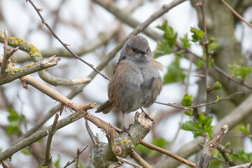 Common Sparrow 