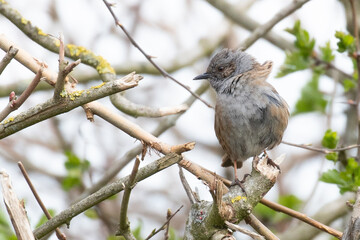 Common Sparrow 