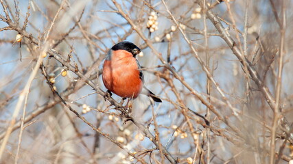 red winged blackbird