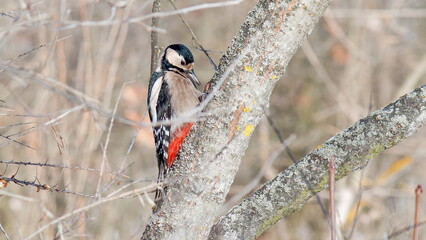 great spotted woodpecker