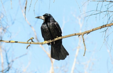 blackbird on a branch