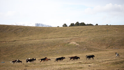 Chiens de traineaux à l'entrainement