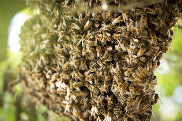 swarm of bees 