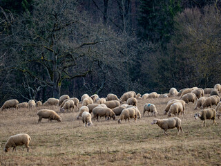Schafe auf einer Weide am Waldrand