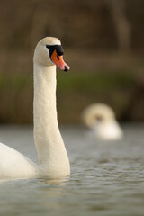Mute swan swimming focus on long neck