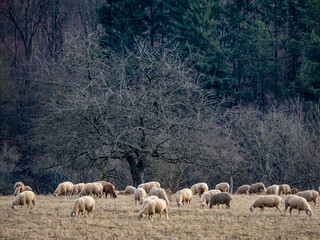 Schafe auf einer Weide am Waldrand