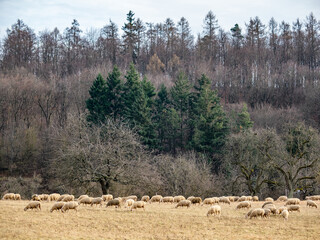 Schafe auf der Weide