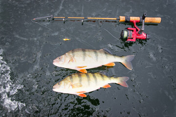 Big perch fishes from the ice