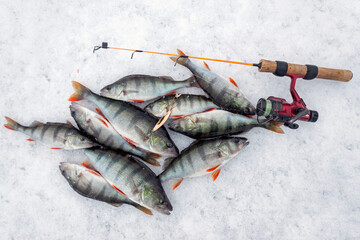 Group of perch catched during ice fishing - 725019526