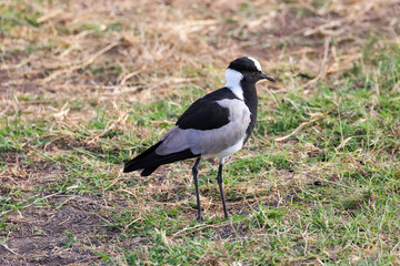 black-winged stilt in Amboseli NP