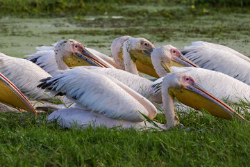 a flock of fishig pelicans in Amboseli NP