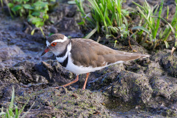 three banded plover in Amboseli NP
